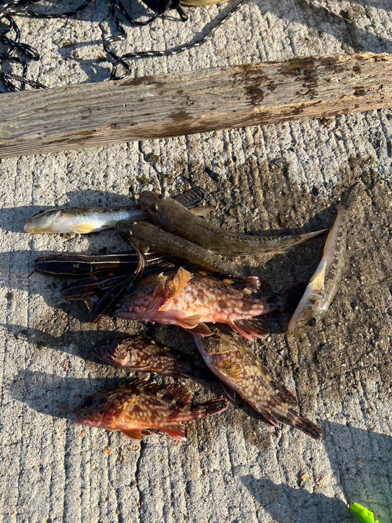 ヒイカを探して結局…