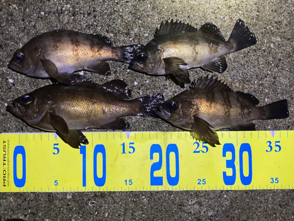 豆アジからのメバル