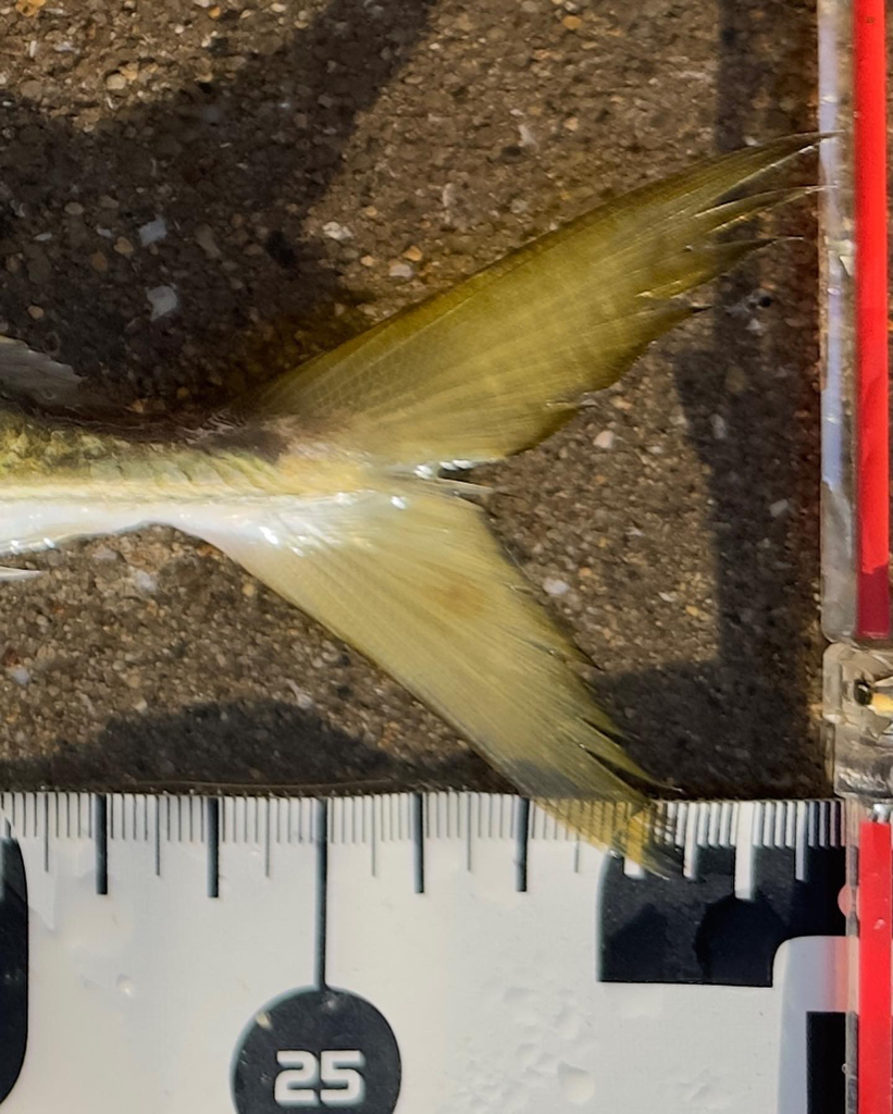 マズメチャレンジ