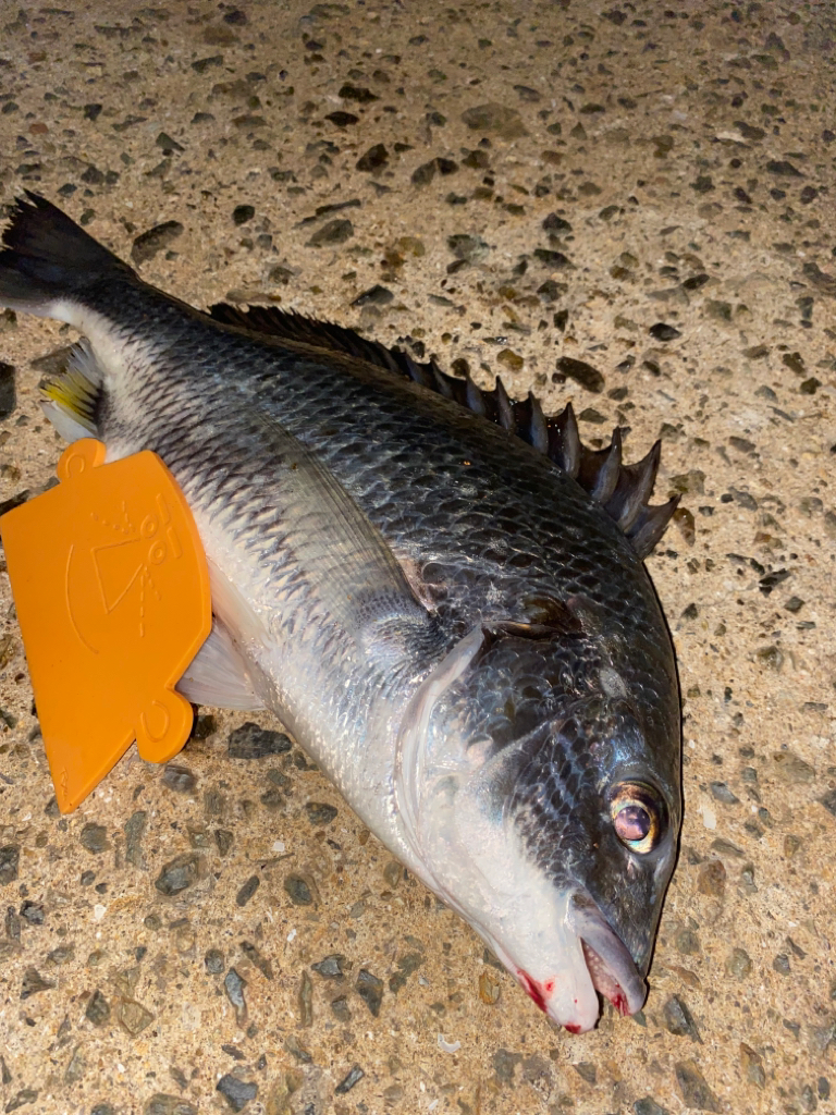 ヘチってきました