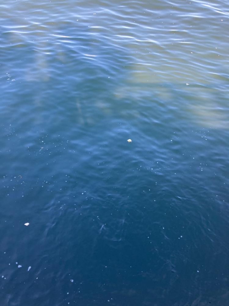 激混み激渋湾奥コスモ。メタボギリハマチ45cm。。