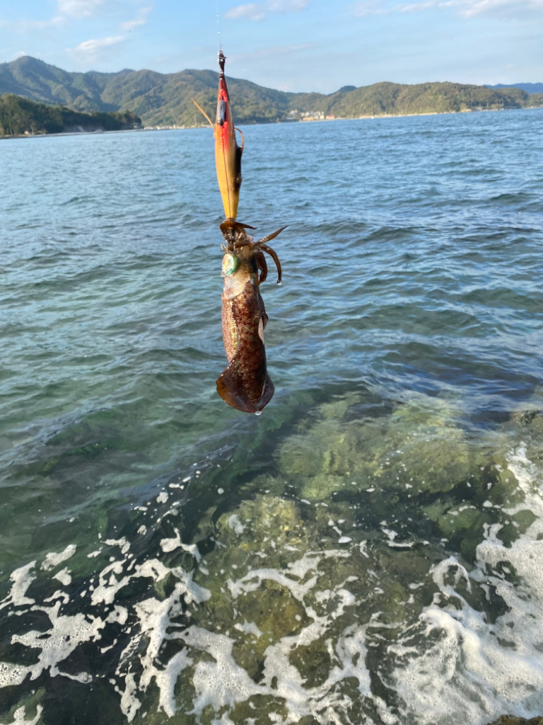 連休最終日のエギング