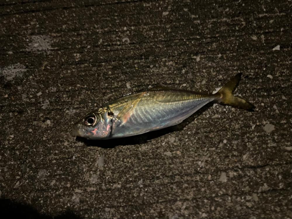 シーバス諦めてアジング