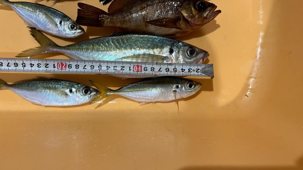 淡路島でアジ・メバル