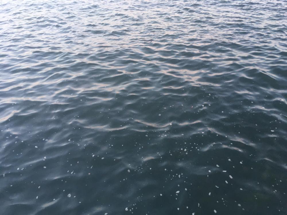 青物狙いと五目釣り