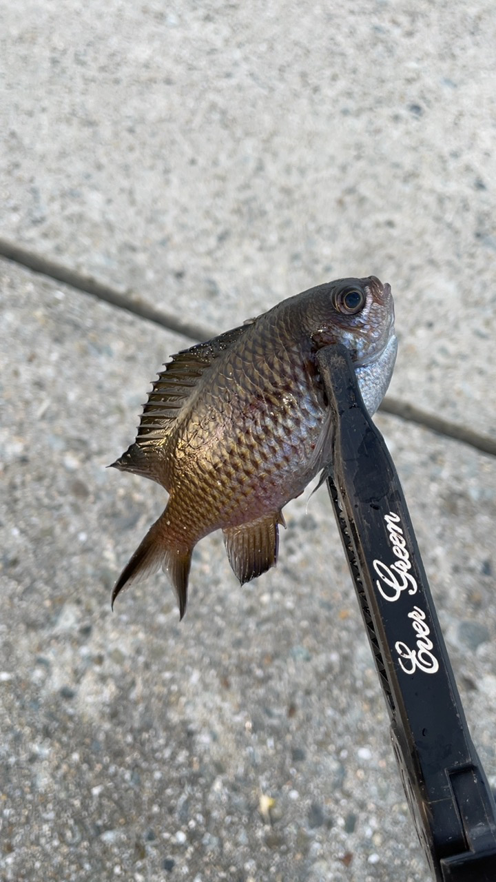 初めての尺アジ！