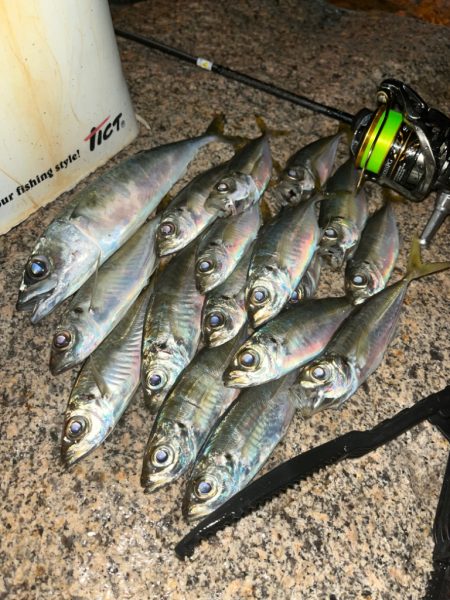 アジはどこへ！？