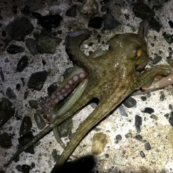 アジング（のつもり）