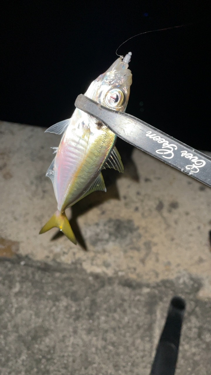 アジングで五目達成!