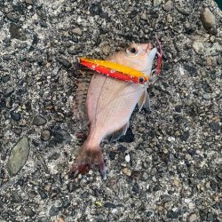 サビキで楽しみすぎた…