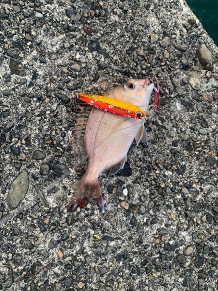 サビキで楽しみすぎた…