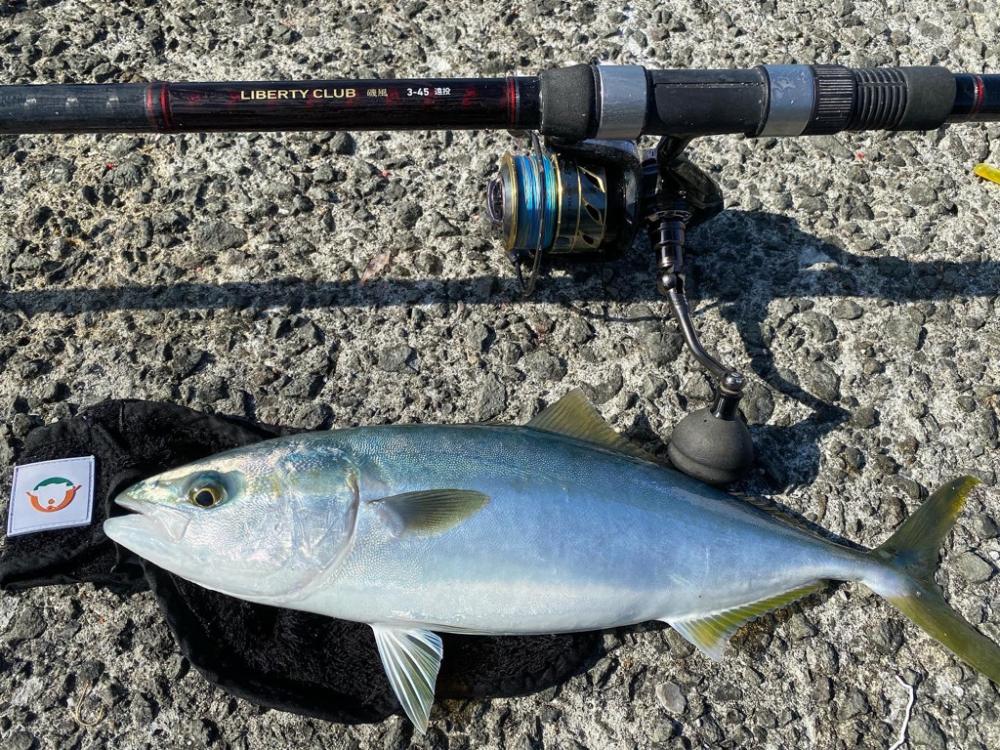 南予でカゴ釣り