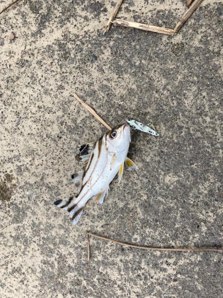 ライトゲームin河口