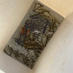 鮎川湖ワカサギ釣り