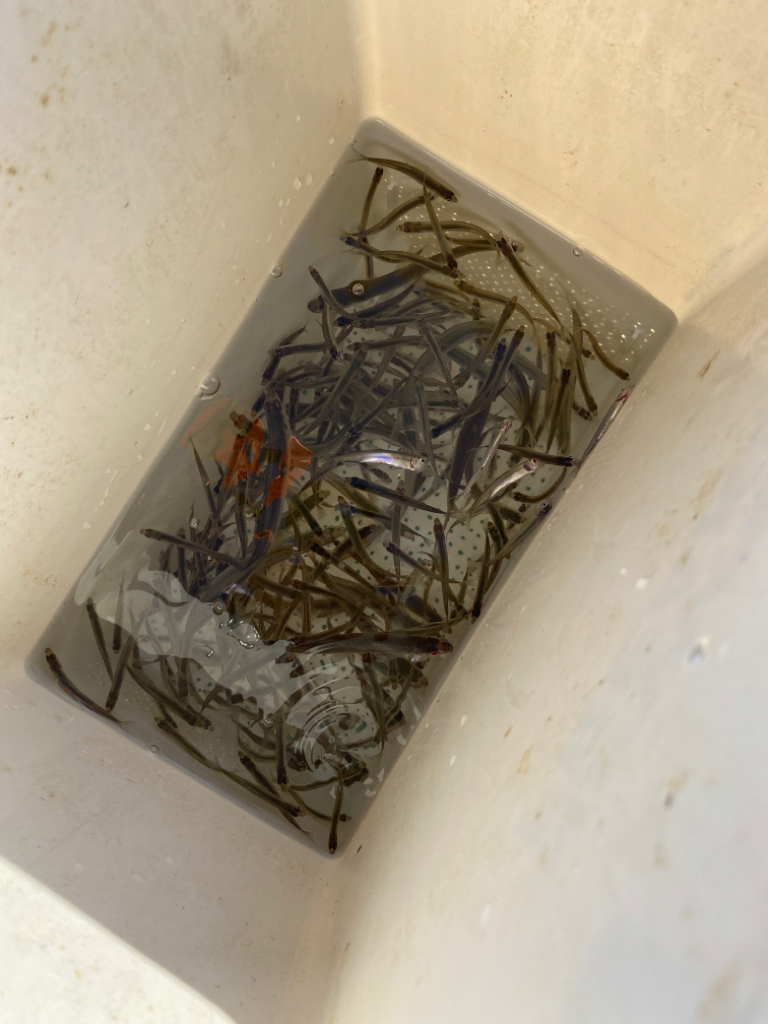 鮎川湖ワカサギ釣り