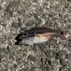 小雨のアジング