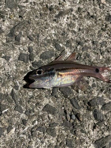 小雨のアジング