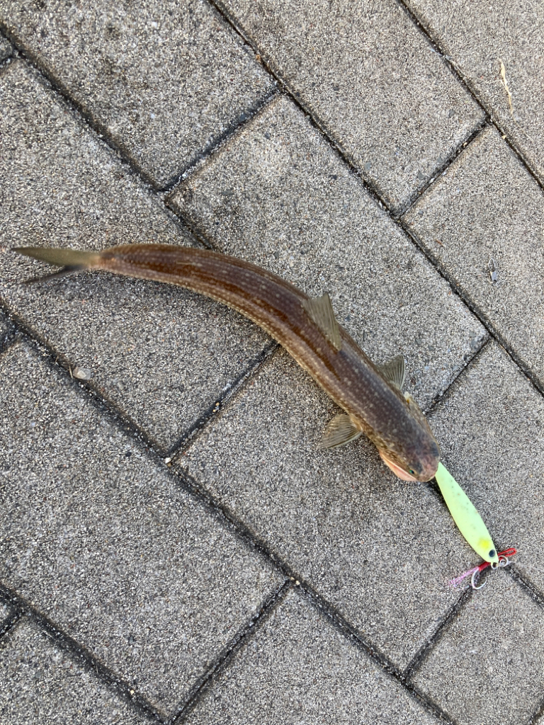 青牙カッター喰らうも。青牙リベンジ55cm。。