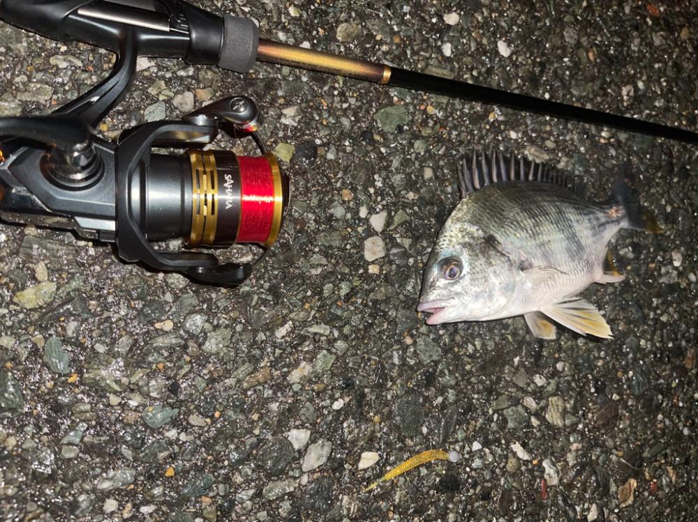 今日は逃げずにシーバスゲーム