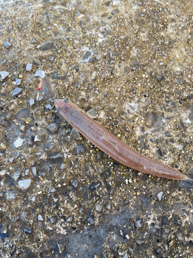 サゴシ&エソ祭り