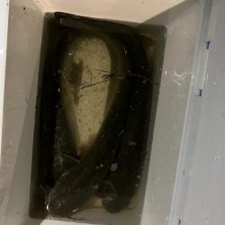 秋のナマズ祭り?