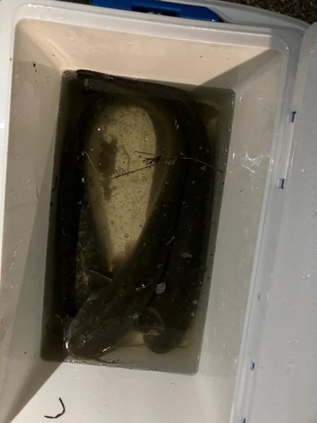 秋のナマズ祭り?