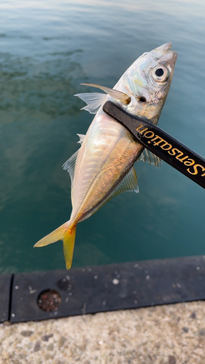 アジングでまたグレが!