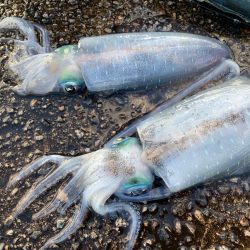 いつも通りのエギング!晩秋ならではの良いサ…