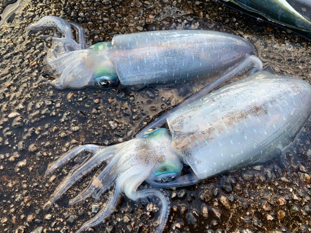 いつも通りのエギング！晩秋ならではの良いサイズ