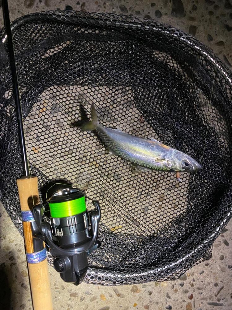 ライトゲームでシーバス