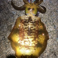 2022 佐渡ヶ島エギング 45回目【11…