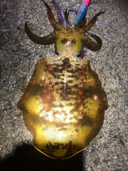 2022 佐渡ヶ島エギング 45回目【11…