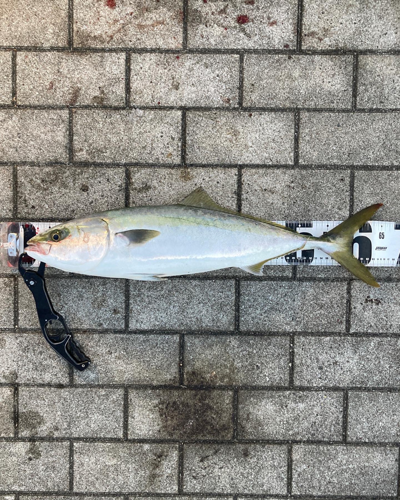 湾奥コスモ大潮初日。青牙サゴシ54cmギリメジロ65cm。。