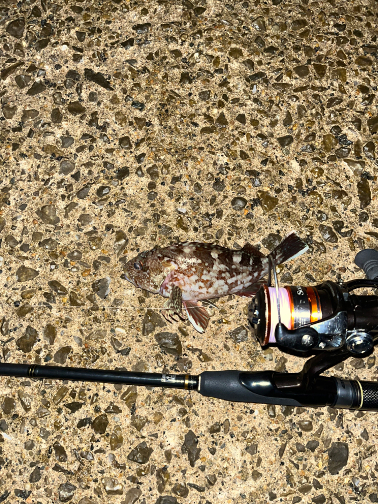 ガシラ活性高し