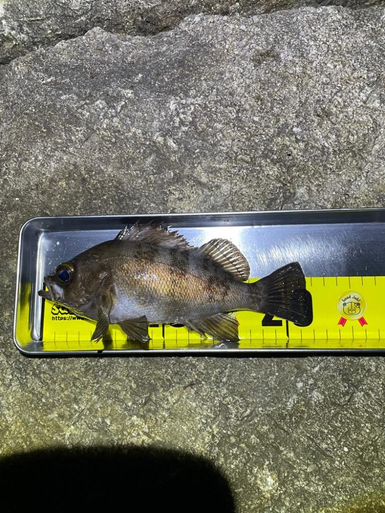 エギングからのメバリング