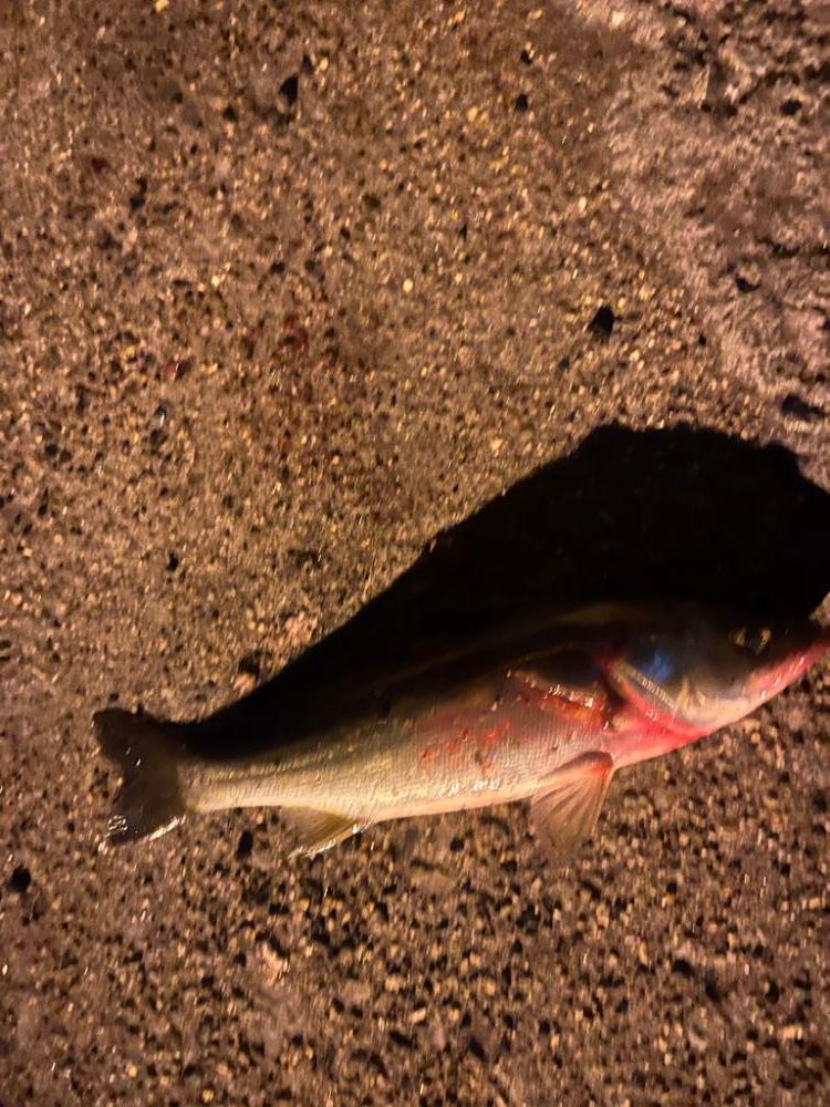 四日市ライトゲーム