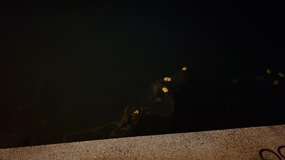 アジ狙いでアジ釣れました