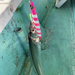 青物不発　後　タチウオ