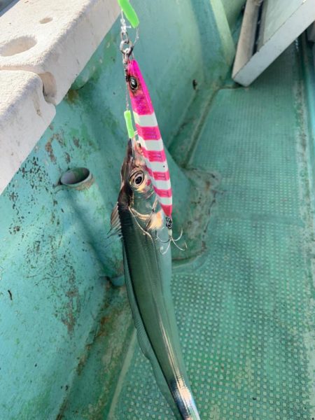 青物不発　後　タチウオ