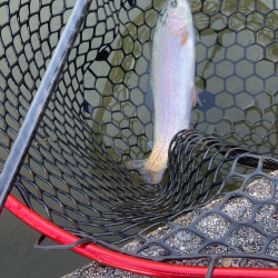 トラウト開幕？！