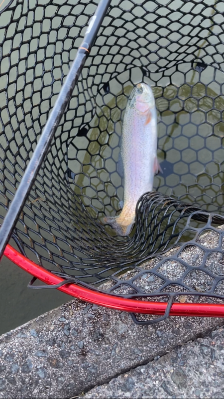 トラウト開幕？！