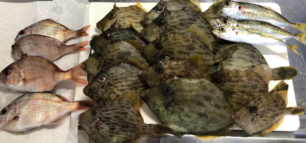 今年初カワハギ