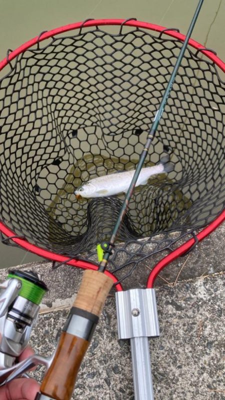 コーホーサーモン爆釣！