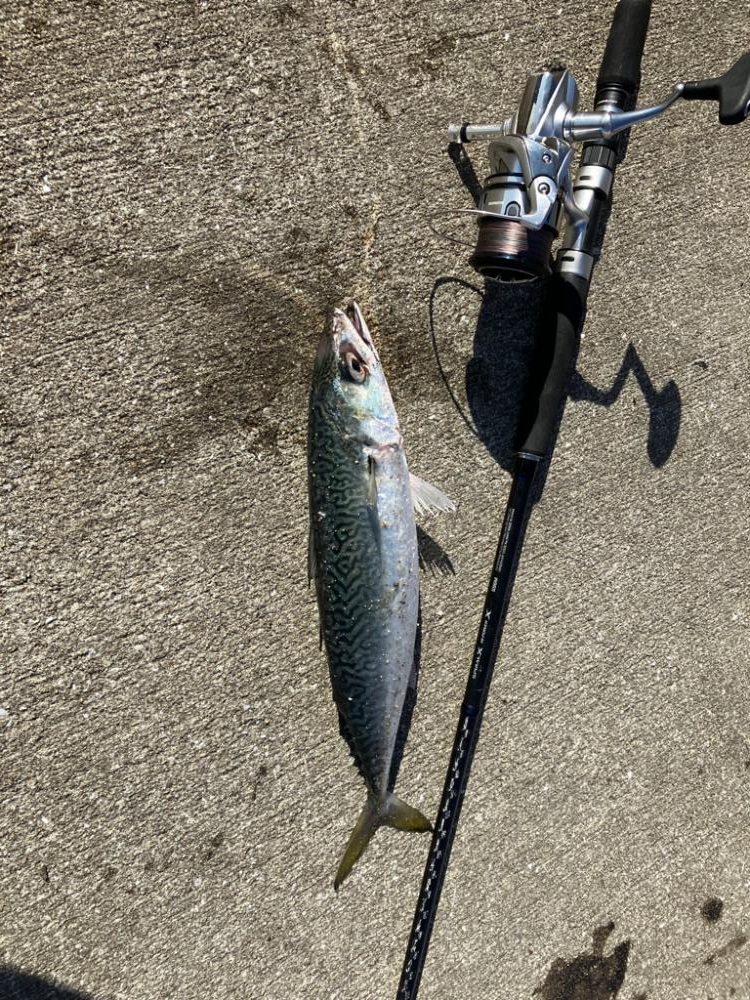 ショアビッグサワラ