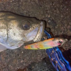 明暗のシーバスゲーム