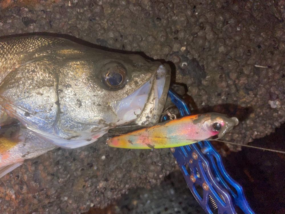 明暗のシーバスゲーム