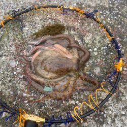 アオリイカ釣り