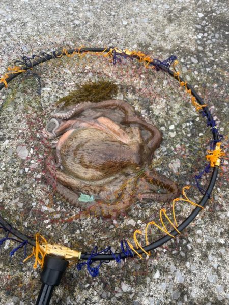 アオリイカ釣り