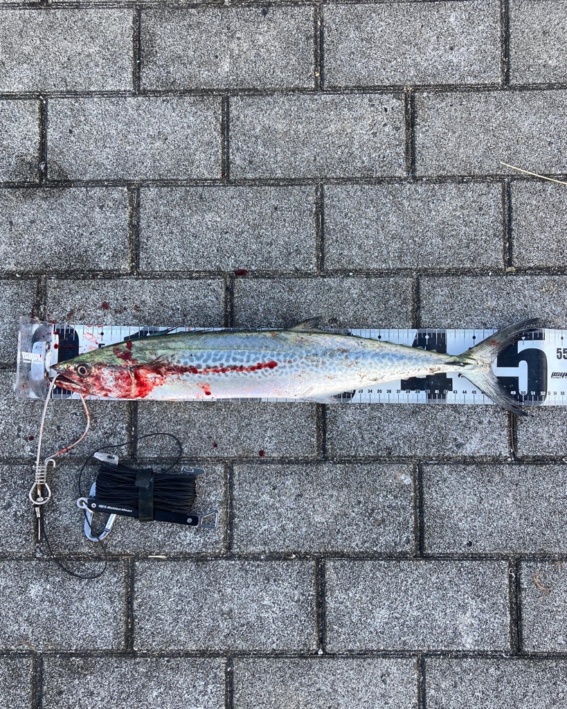 湾奥リベンジャーズ。青牙サゴシ2本。。