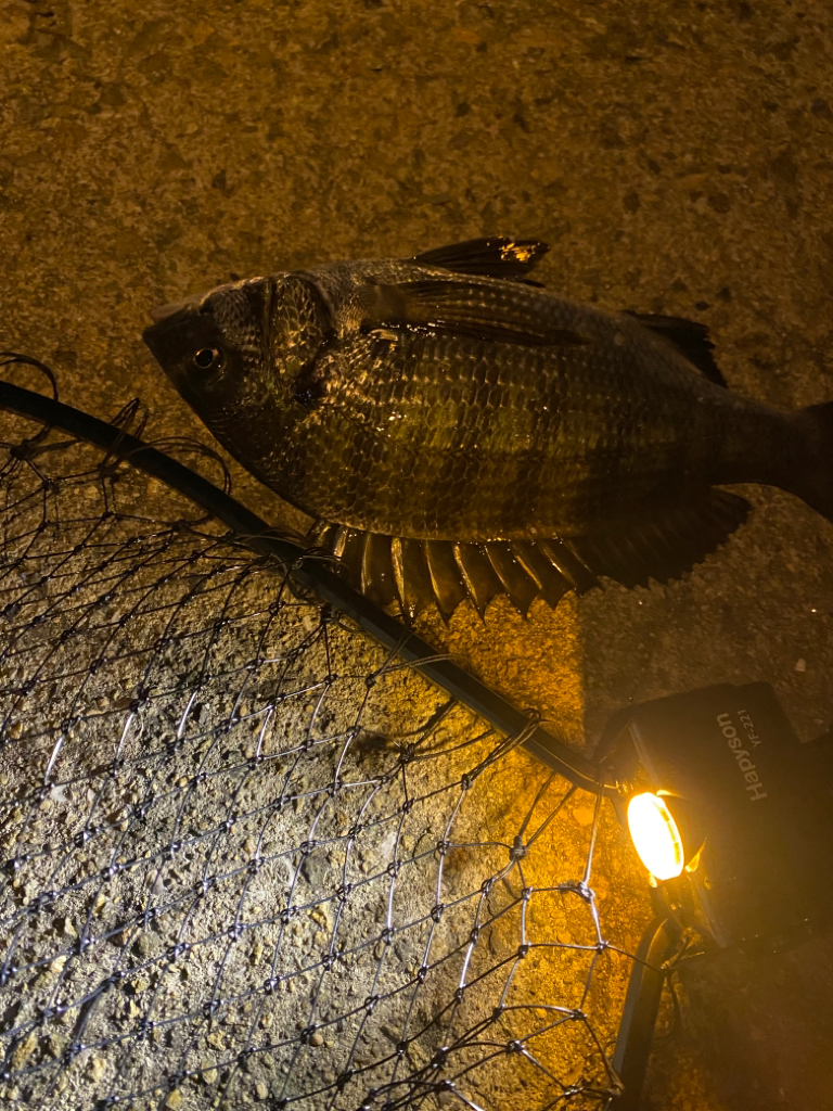釣り始めは水深が低く魚が寄りにくい展開